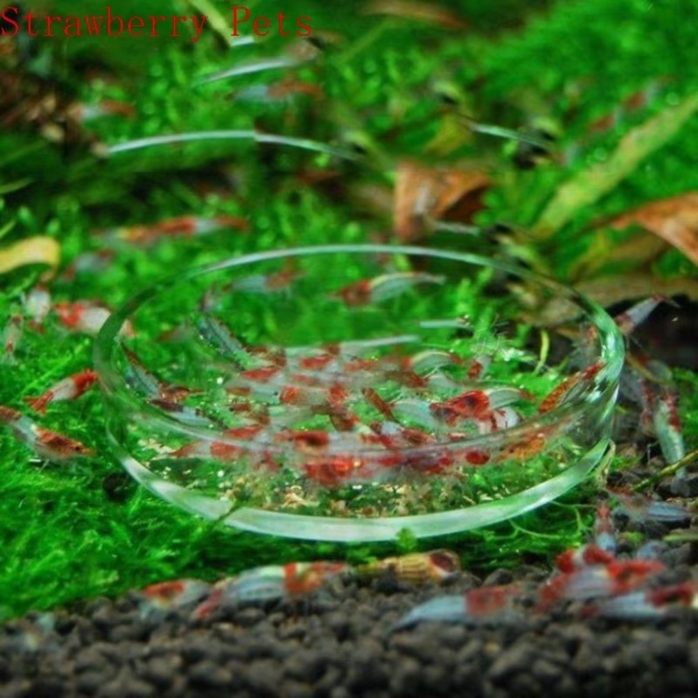 Cam Akvaryum Besleme Kabı Daya - Baby Food Shrimp incelemesi ve fiyatı